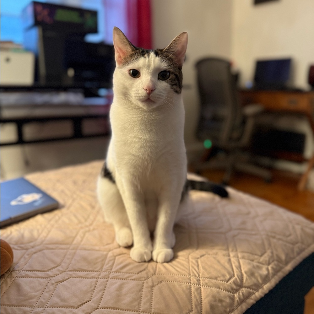 Funds for Sushi 🍣 and Beerus 🐈‍⬛ - Picture 4 of 13